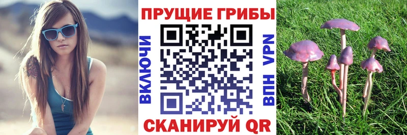 Галлюциногенные грибы Psilocybine cubensis  МЕГА вход  Верхняя Пышма  цена наркотик 